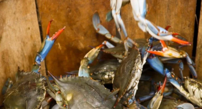 Mentalitas Kepiting